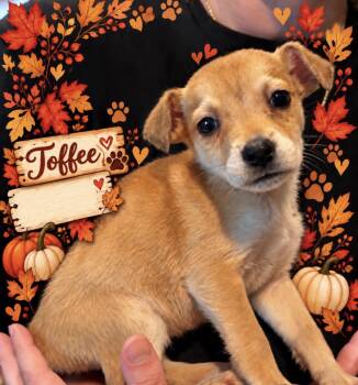 Toffee -  Labrador Retriever Dog for Adoption in Copiague, New York - Toffee | PetCurious