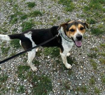 ACE -  Beagle and Husky Dog for Adoption in Carroll, Ohio - ACE | PetCurious