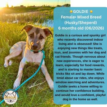 Goldie -  Mixed Breed Dog for Adoption in Clive, Alberta - Goldie | PetCurious