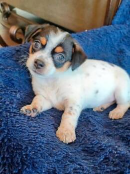 26Minnie -  Chihuahua Dog for Adoption in Shingle Springs, California - 26Minnie | PetCurious