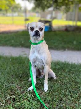 Pedro -  Chihuahua Dog for Adoption in Port Jervis, New York - Pedro | PetCurious