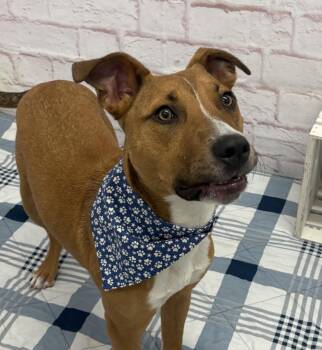 Mixed Breed Dogs Available for Adoption in Detroit, Michigan - Norm Maclean | PetCurious