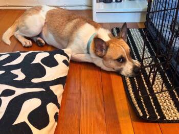 Elsa -  Terrier Dog for Adoption in Claremont, California - Elsa | PetCurious