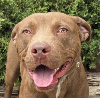 Merry Mr Marco - FUN Easy Pup -  American Staffordshire Terrier Dog for Adoption in North Valley, New Mexico - Merry Mr Marco - FUN Easy Pup | PetCurious