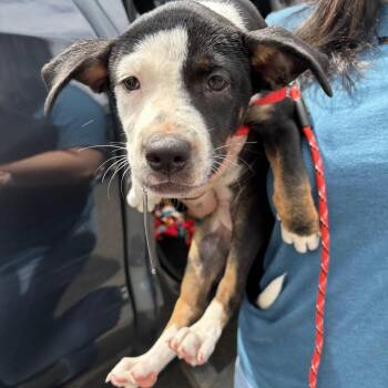 Trinket -  Mixed Breed Dog for Adoption in Marshall, Texas - Trinket | PetCurious