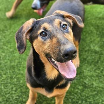 Bonsai -  German Longhaired Pointer and Doberman Pinscher Dog for Adoption in Chicago, Illinois - Bonsai | PetCurious