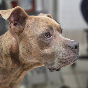 Skeeter -  Mixed Breed Dog for Adoption in Charleston, West Virginia - Skeeter | PetCurious