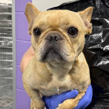 French Bulldog Dogs Available for Adoption in Montgomery, Alabama - Ash | PetCurious