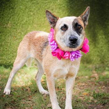 Mixed Breed Dogs Available for Adoption in Spokane, Washington - Reddy | PetCurious