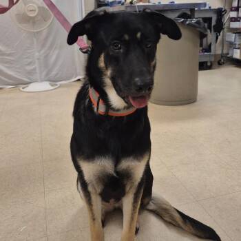 Bubbles -  German Shepherd Dog Dog for Adoption in Lake Panasoffkee, Florida - Bubbles | PetCurious