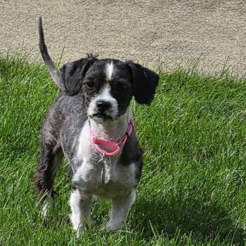 Sprinkles -  Shih Tzu Dog for Adoption in Cleveland, Ohio - Sprinkles | PetCurious