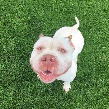 Dell -  English Bulldog and Mixed Breed Dog for Adoption in Binghamton, New York - Dell | PetCurious