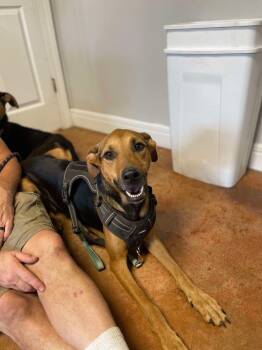 Rescue Catahoula Leopard Dog and German Shepherd Dog Dogs for Adoption in Bolivar, Missouri - Tiara | PetCurious