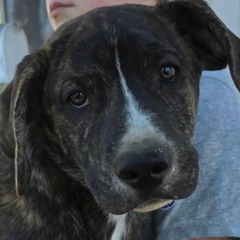 American Staffordshire Terrier and Black Labrador Retriever Dogs Available for Adoption in Klamath Falls, Oregon - Dol | PetCurious