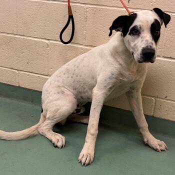 Dobby -  Mixed Breed Dog for Adoption in Memphis, Tennessee - Dobby | PetCurious