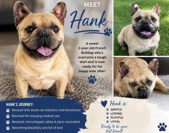 Hank -  French Bulldog Dog for Adoption in Ephrata, Washington - Hank | PetCurious