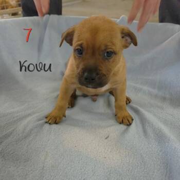 Kovu -  Pit Bull Terrier and Australian Shepherd Dog for Adoption in Parkersburg, West Virginia - Kovu | PetCurious