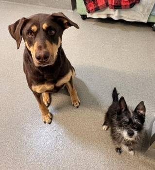 Doberman Pinscher and German Shepherd Dog Dogs Available for Adoption in Roseville, California - Kalua | PetCurious