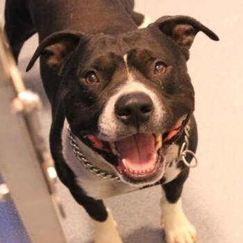 Pit Bull Terrier Dogs Available for Adoption in Fredericksburg, Virginia - 26-00501 RUFUS  | PetCurious
