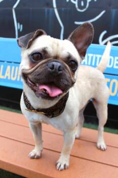 Pug and French Bulldog Dogs Available for Adoption - Aria | PetCurious