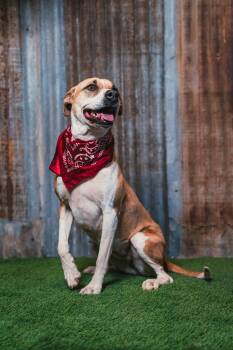 Ruby -  Hound Dog for Adoption in Lubbock, Texas - Ruby | PetCurious