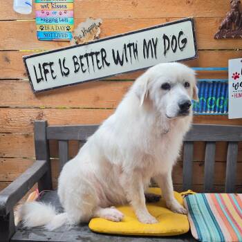 Bonnie Coconut -  Great Pyrenees Dog for Adoption in Roswell, Georgia - Bonnie Coconut | PetCurious