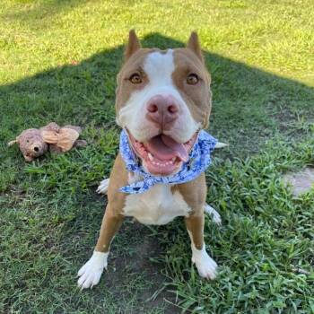 Maggie Flowers Ray of Sunshine -  American Staffordshire Terrier and Pit Bull Terrier Dog for Adoption in Friendswood, Texas - Maggie Flowers Ray Of Sunshine | PetCurious