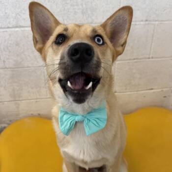 Bowie -  Mixed Breed Dog Available for Adoption in Las Cruces, New Mexico - Bowie | PetCurious