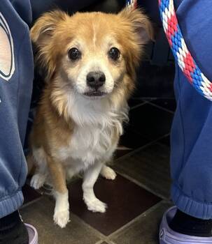 Rescue Mixed Breed Dogs for Adoption in New York, New York - Hunter | PetCurious