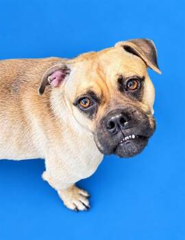 DOTTIE -  Boxer and Mixed Breed Dog for Adoption in Westminster, Maryland - DOTTIE | PetCurious