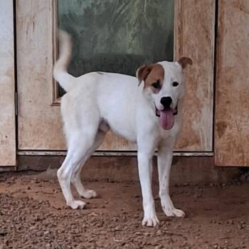 LEO 1751 -  Labrador Retriever and Great Pyrenees Dog for Adoption in Loxahatchee Groves, Florida - LEO 1751 | PetCurious