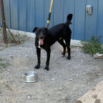 Rescue Mixed Breed Dogs for Adoption in Perryville, Arkansas - Taz | PetCurious