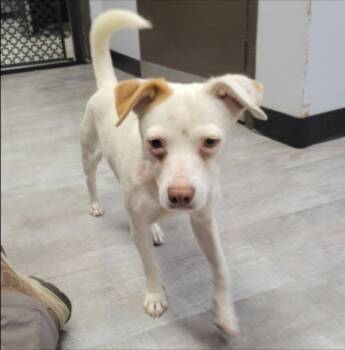 Bonny -  Chihuahua and Smooth Fox Terrier Dog for Adoption in Thompson Falls, Montana - Bonny | PetCurious