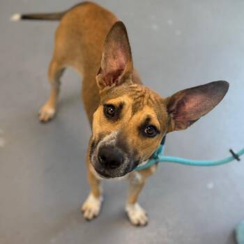 Madie -  Mixed Breed Dog for Adoption in Sarasota, Florida - Madie | PetCurious