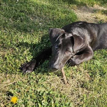 Kirk -  Shepherd and Mixed Breed Dog for Adoption in Chicago, Illinois - Kirk | PetCurious