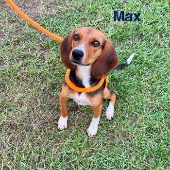 MAX -  Beagle and Hound Dog for Adoption in Madisonville, Louisiana - MAX | PetCurious