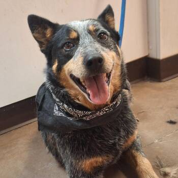 Diaz -  Australian Cattle Dog Blue Heeler Dog for Adoption in Flagstaff, Arizona - Diaz | PetCurious