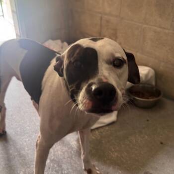 McKenzie -  Terrier Dog for Adoption in Clearwater, Florida - McKenzie | PetCurious