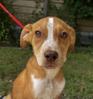 Pup Jimmy -  Labrador Retriever and Hound Dog for Adoption in Washington, District Of Columbia - Pup Jimmy | PetCurious