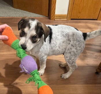 Rescue Australian Shepherd and Australian Cattle Dog Blue Heeler Dogs for Adoption in North Prairie, Wisconsin - **RUSTY** | PetCurious