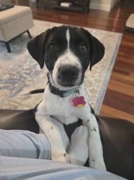 Labrador Retriever and Mixed Breed Dogs Available for Adoption in Fort Worth, Texas - Ambrose | PetCurious