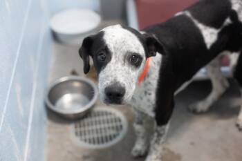 Dale -  Border Collie and Bluetick Coonhound Dog for Adoption in Mountain Home, Arkansas - Dale | PetCurious