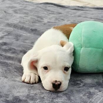 Pointer Dogs Available for Adoption in Cleveland, Texas - Esther | PetCurious