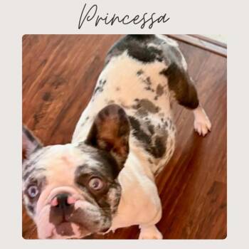 PRINCESSA -  French Bulldog Dog for Adoption in San Juan Capistrano, California - PRINCESSA | PetCurious