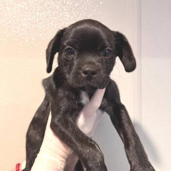 Jelly* -  Pug and Boxer Dog for Adoption in San Gabriel, California - Jelly* | PetCurious