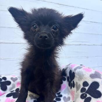 Noir -  Pomeranian and Chihuahua Dog for Adoption in Sonoma, California - Noir | PetCurious