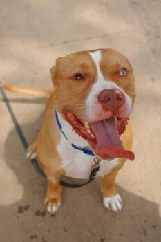 Rosco -  Mixed Breed Dog for Adoption in West Chester, Pennsylvania - Rosco | PetCurious