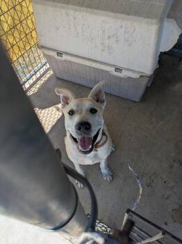 Smiley -  Pit Bull Terrier and Shepherd Dog for Adoption in Brownwood, Texas - Smiley | PetCurious