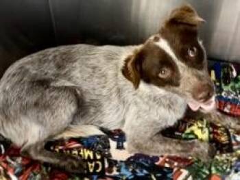 Amity -  Mixed Breed Dog for Adoption in Georgetown, Texas - Amity | PetCurious