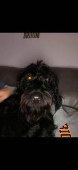 Hudson -  Labrador Retriever and Standard Poodle Dog for Adoption in Middle Township, New Jersey - Hudson | PetCurious